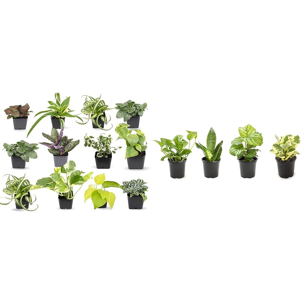 12 easy houseplants for low light