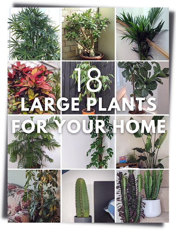 18 best large indoor plants for your home