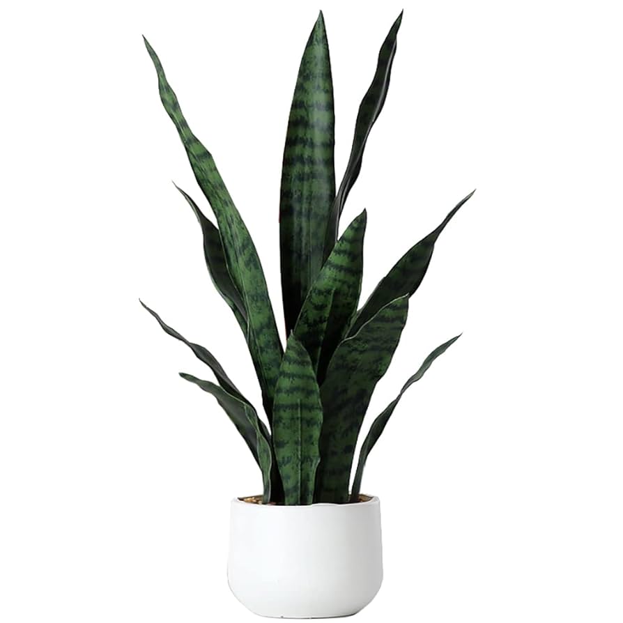 22 snake plant (Sansevieria) varieties to grow