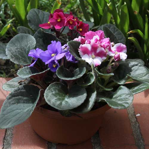 African violet (Saintpaulia) guide