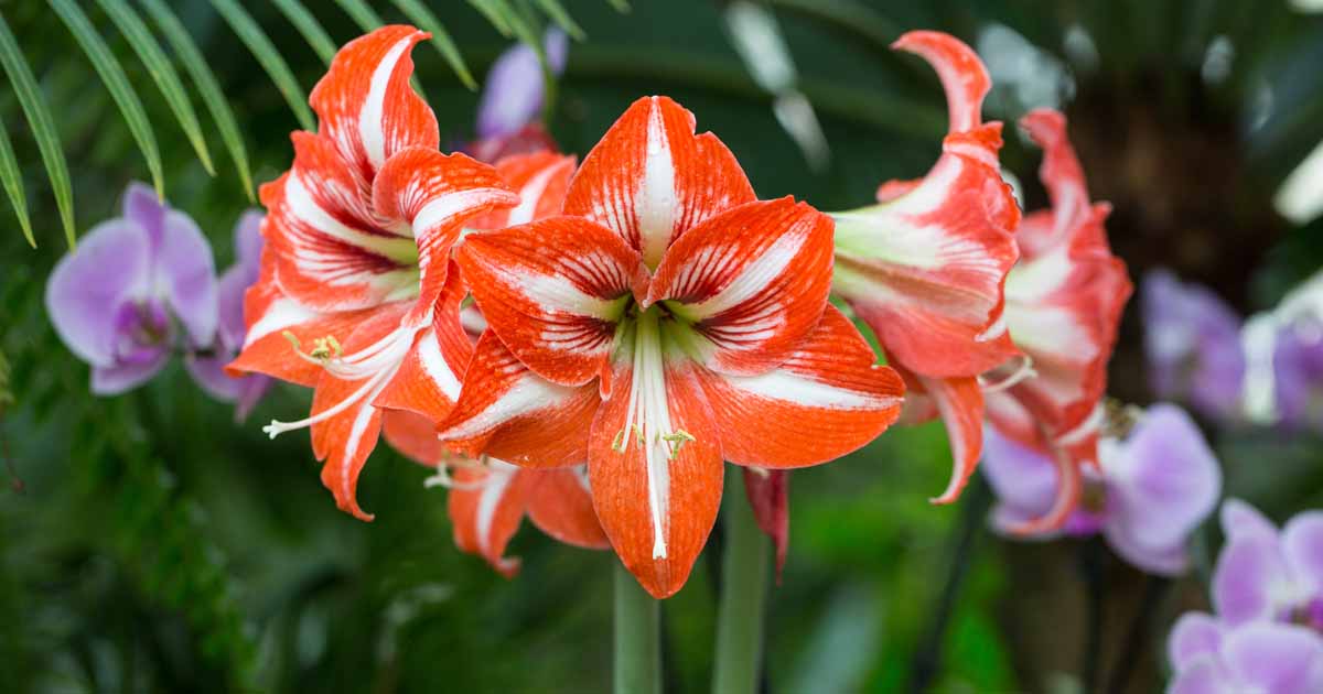 Amaryllis (Hippeastrum) guide for houseplants