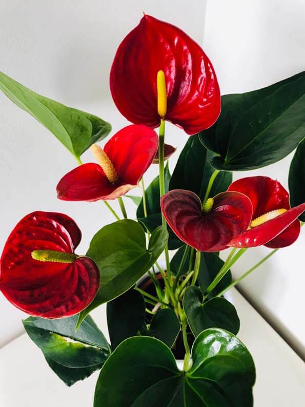 Anthurium guide | Our house plants