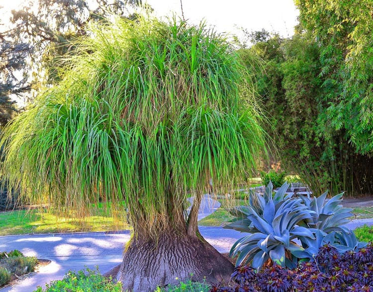 Beaucarnea recurvata (Ponytail Palm) care guide