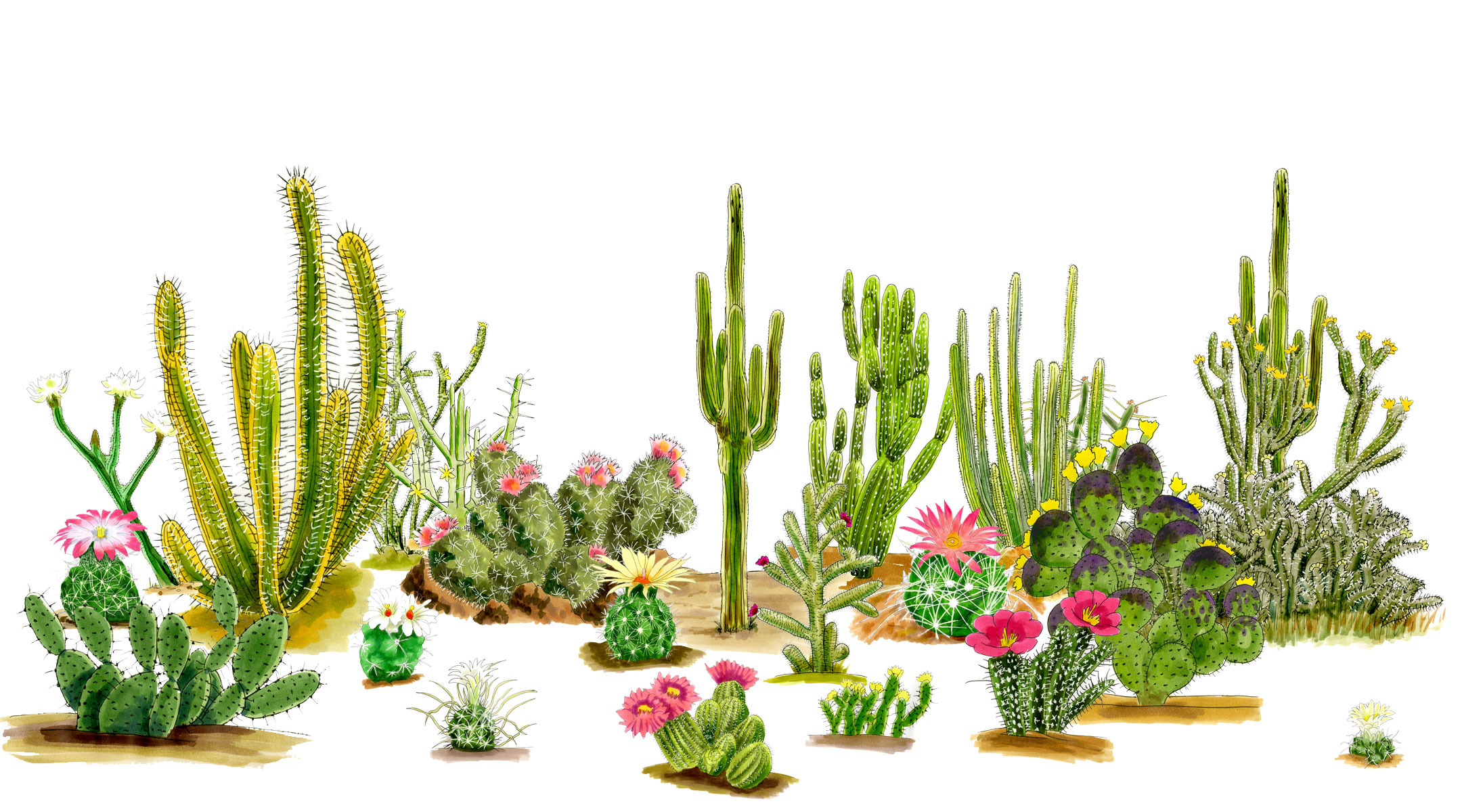 Cactus / Cacti (Desert Types): A Comprehensive Overview