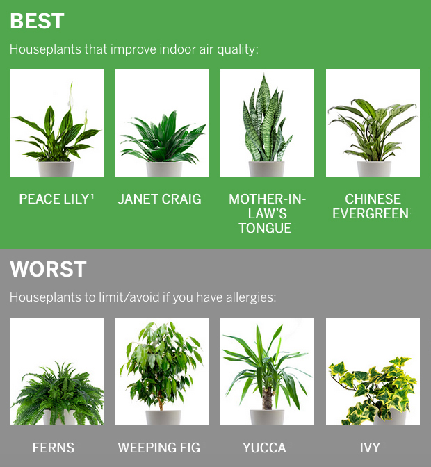 Can houseplants cause allergies?