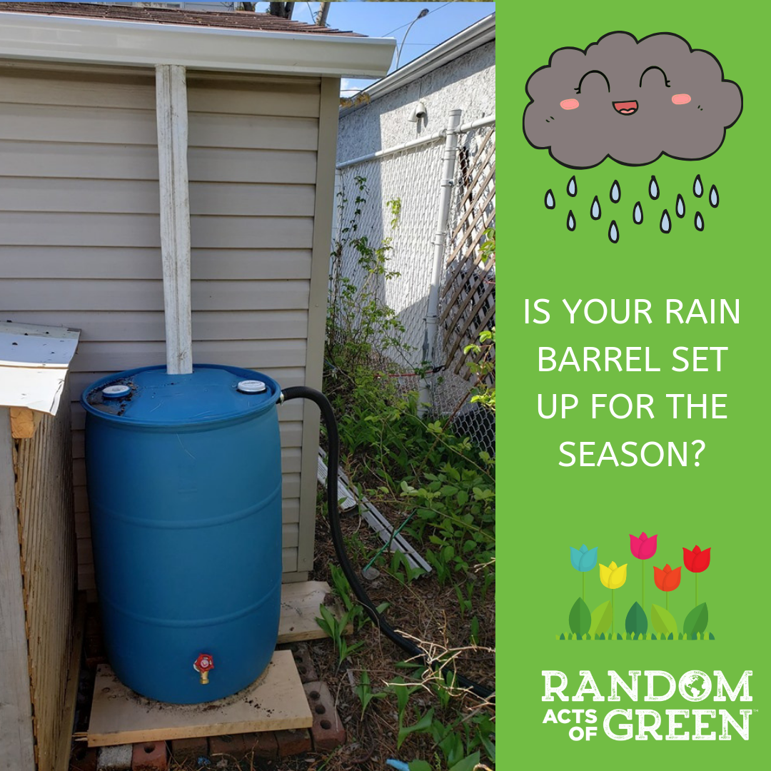 Can you use rainwater to water your houseplants?