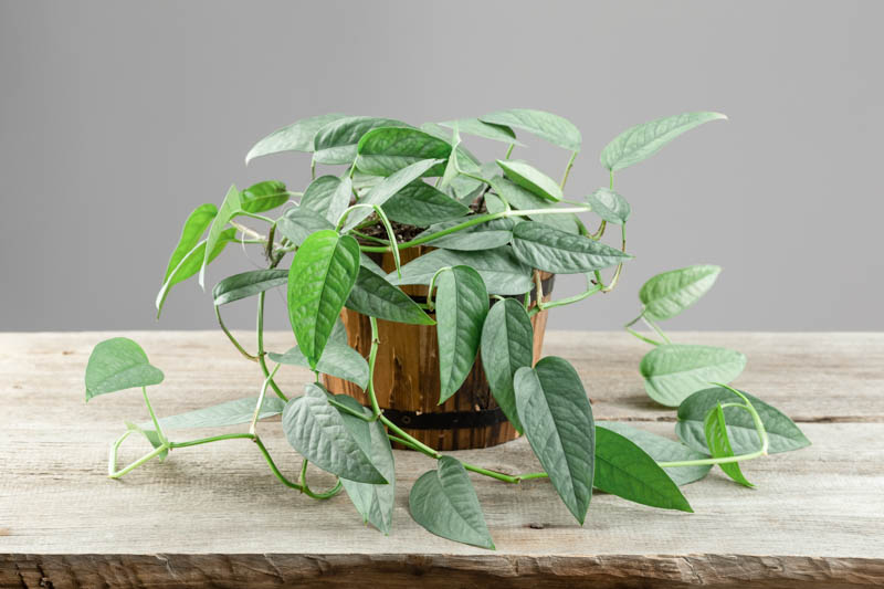 Cebu Blue Pothos (Epipremnum pinnatum): Care guide and problems