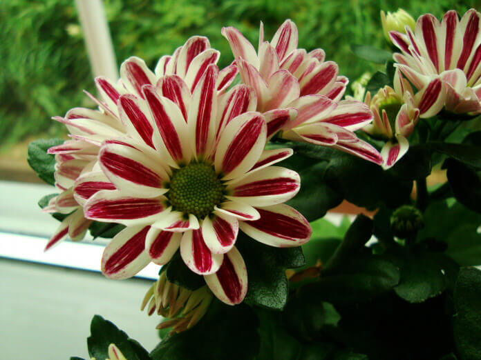 Chrysanthemum (Pot Mum / Florist’s Mum) guide