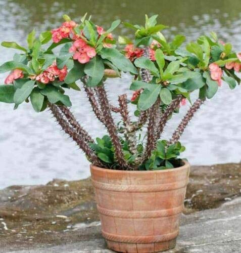 Crown of thorns (Euphorbia milii) guide