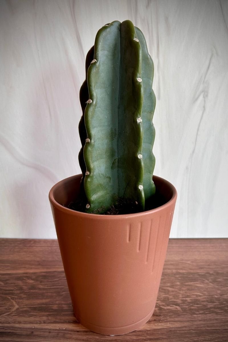 Cuddly cactus (Cereus jamacaru) care and problems