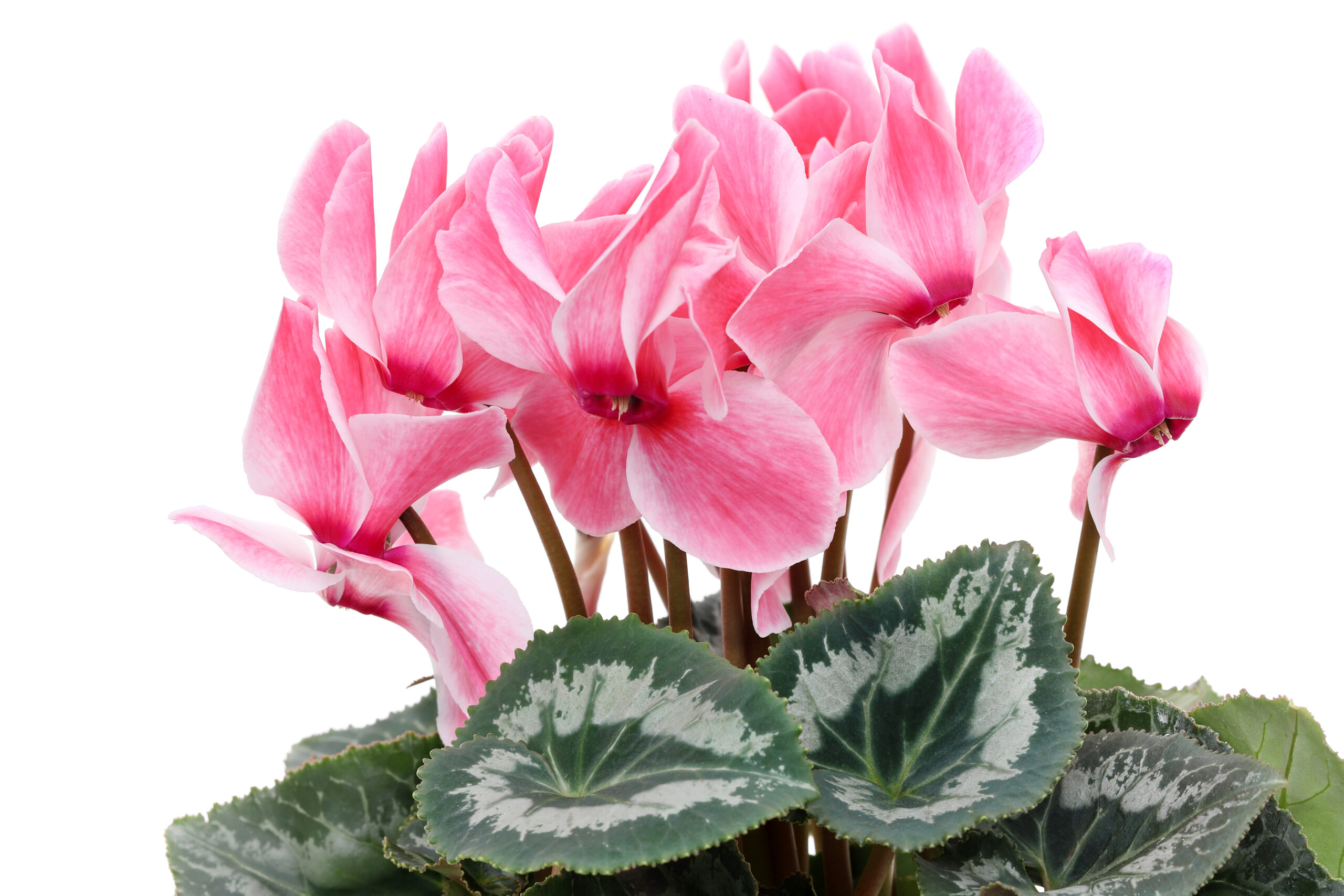 Cyclamen persicum (Florist’s Cyclamen) care and tips
