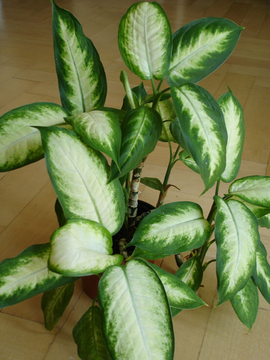 Dieffenbachia (Dumb Cane / Leopard Lily) care guide