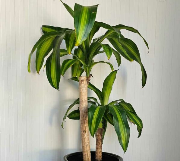 Dracaena fragrans (corn plant) care guide