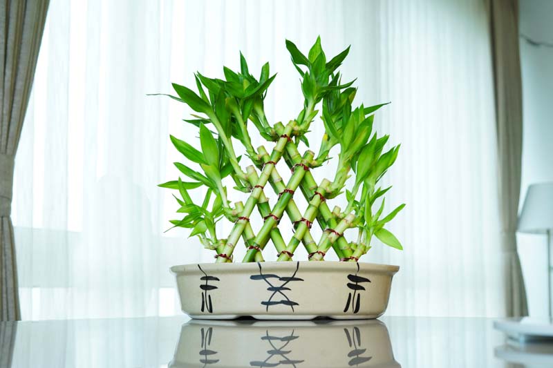 Dracaena sanderiana (Lucky Bamboo) care guide