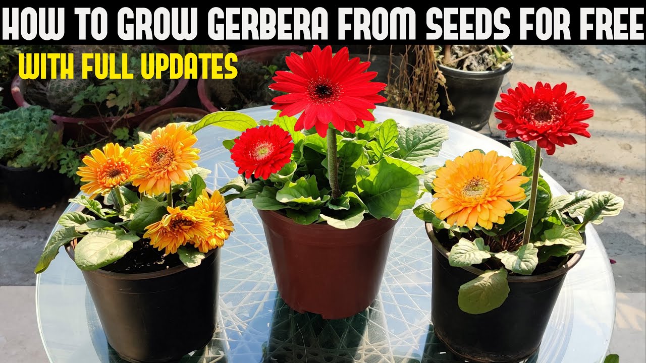 How to grow gerbera jamesonii (transvaal daisy) care guide