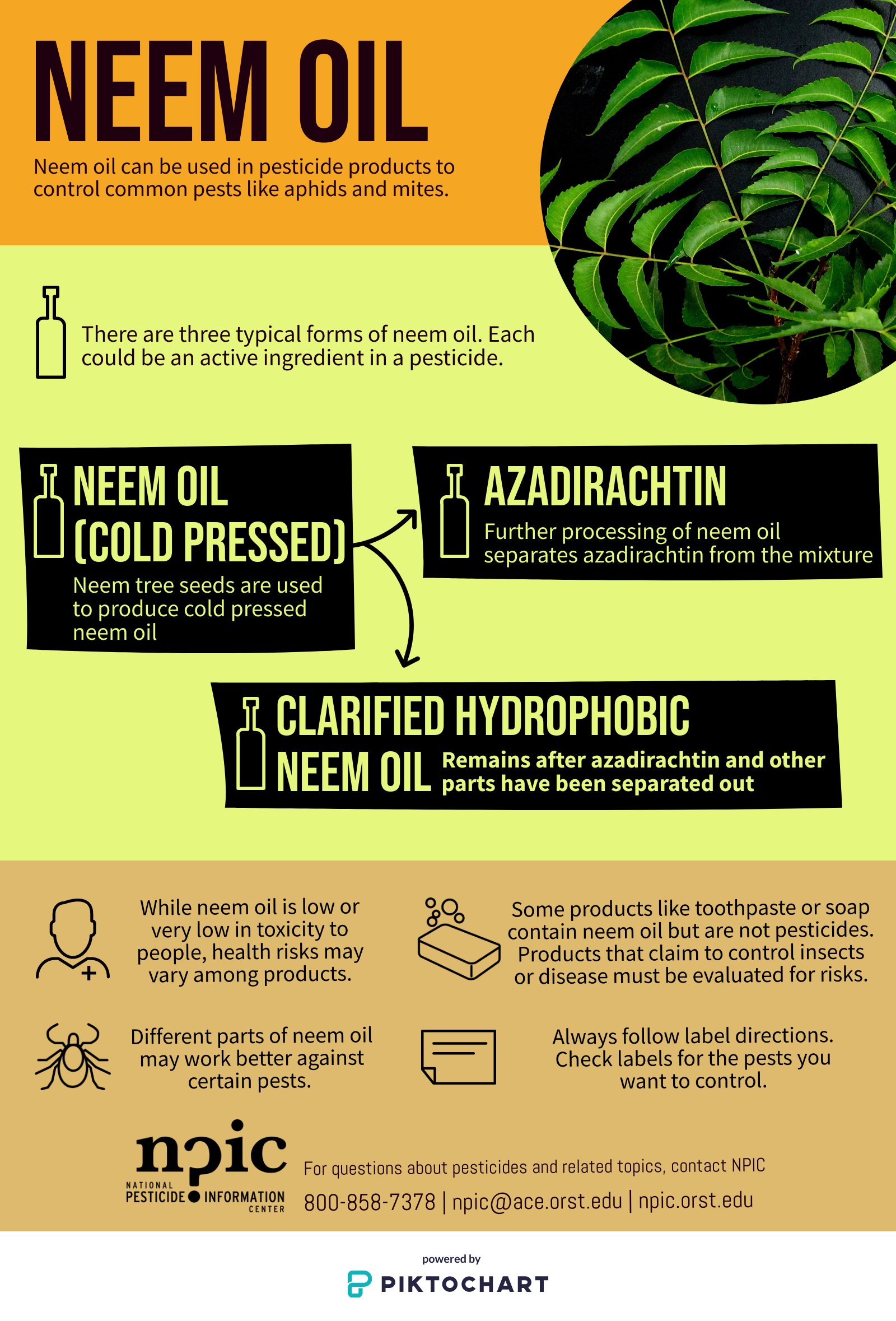 How to use Neem Oil on your houseplants