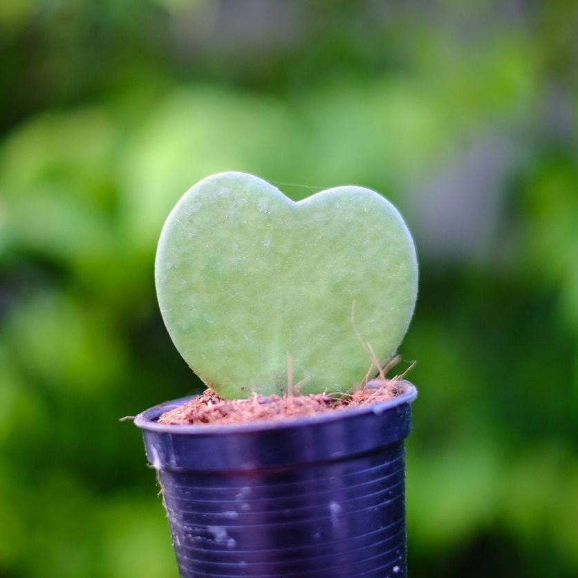 Hoya Kerrii (Sweetheart Plant / Valentine Hoya) care guide