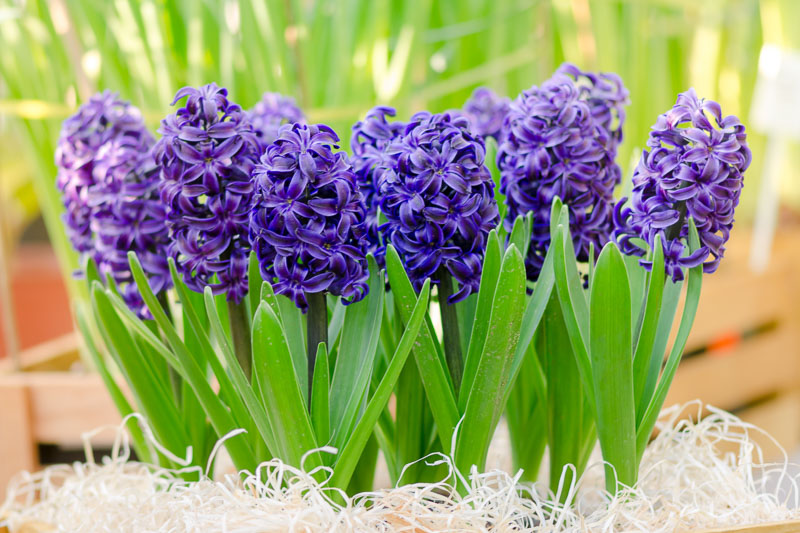 Hyacinthus orientalis (Dutch Hyacinth) care guide