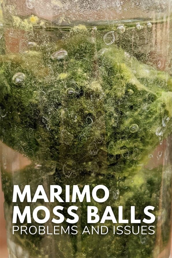 Marimo moss ball problems and common issues guide