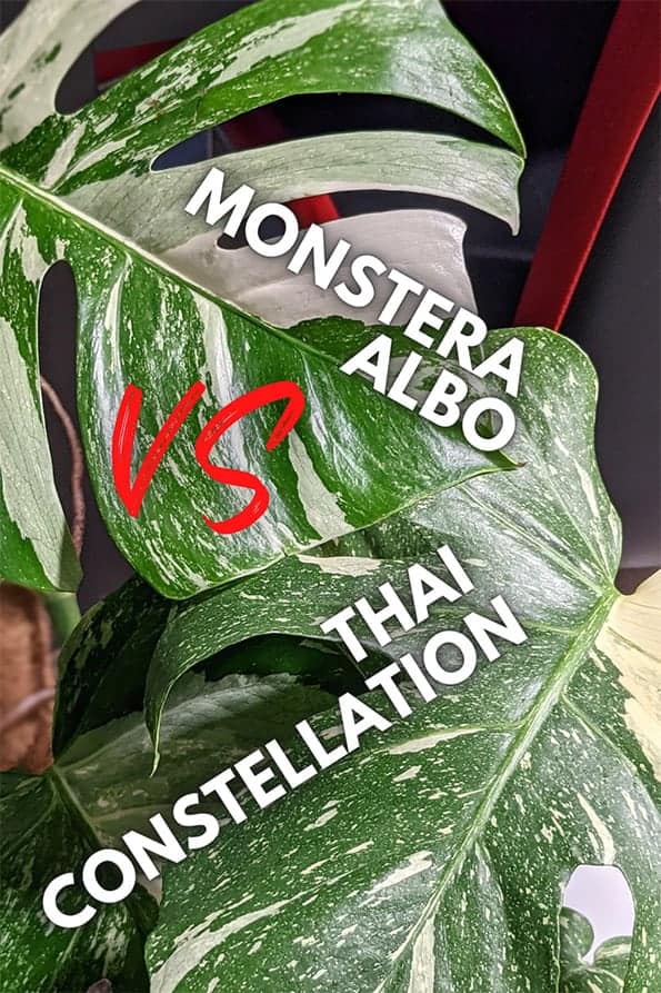 Monstera Albo vs Thai Constellation Monstera differences