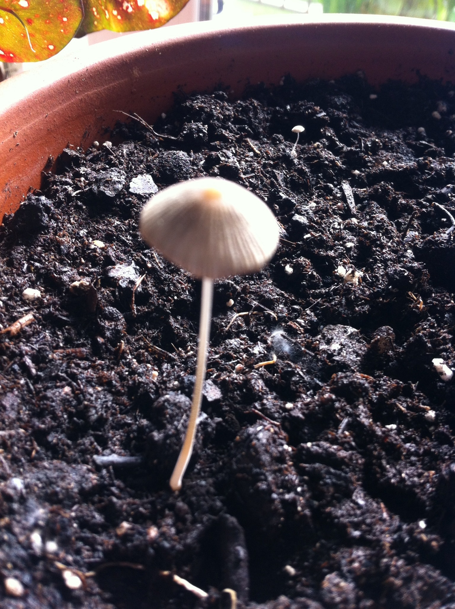 Mushrooms in potted plants: why it happens and how to fix