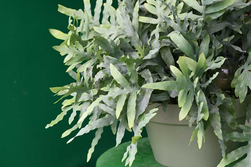 Phlebodium aureum (Blue Star Fern): Care, Info and Problem Guide