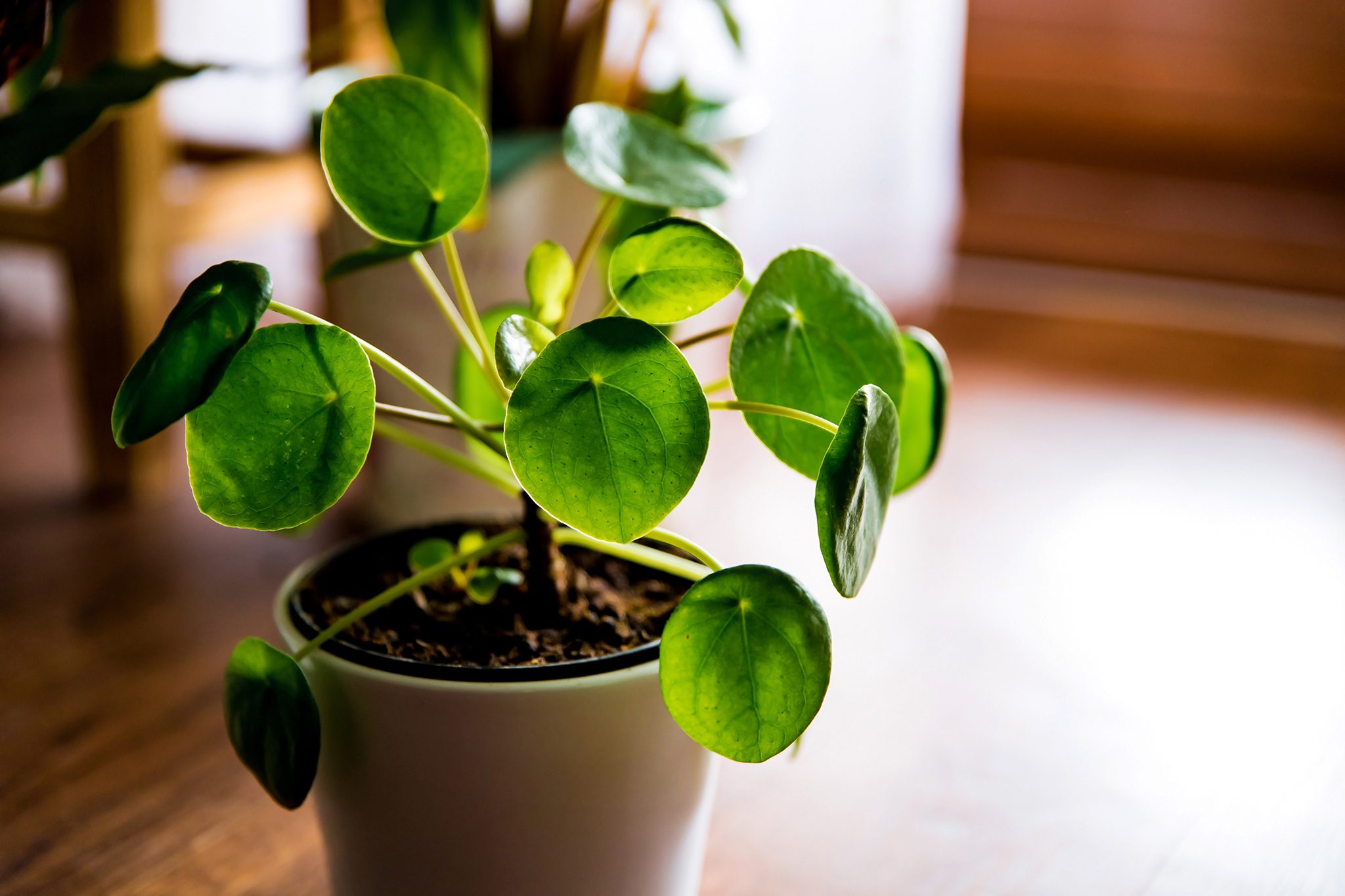 Pilea Peperomioides (Chinese Money Plant / Pancake Plant) care guide