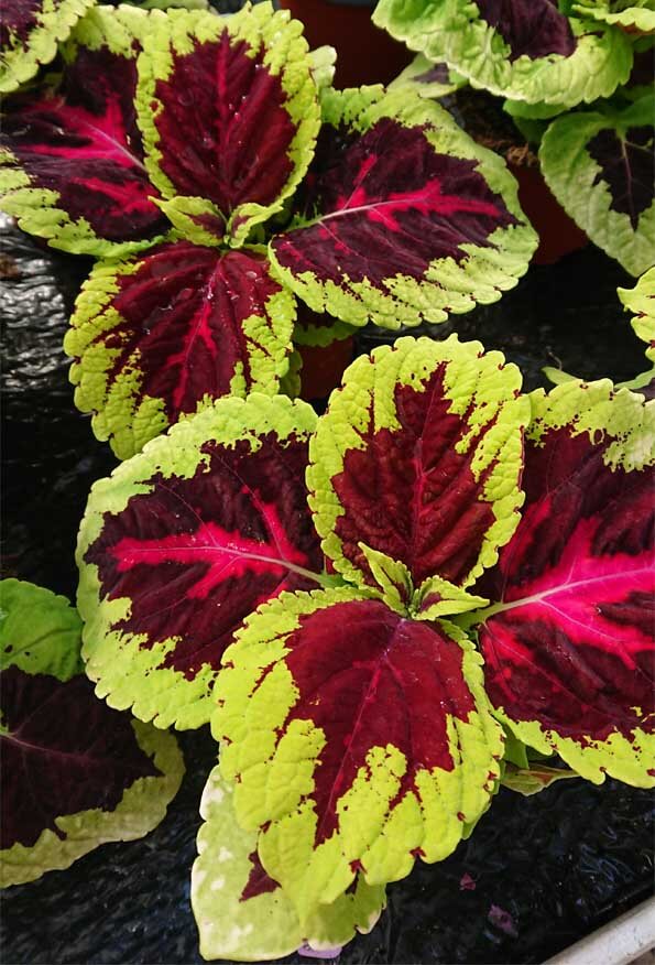 Plectranthus scutellarioides (Coleus blumei) care guide