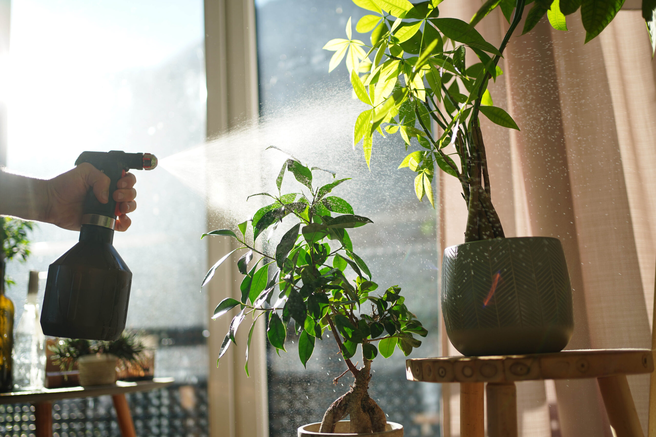 Should you mist your houseplants?