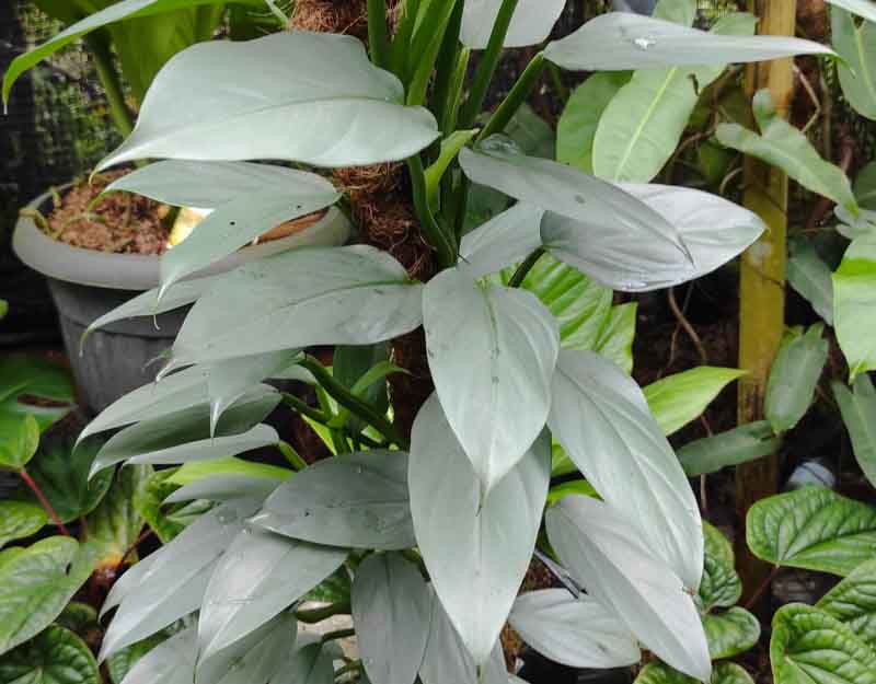 Silver Sword Philodendron Hastatum care guide