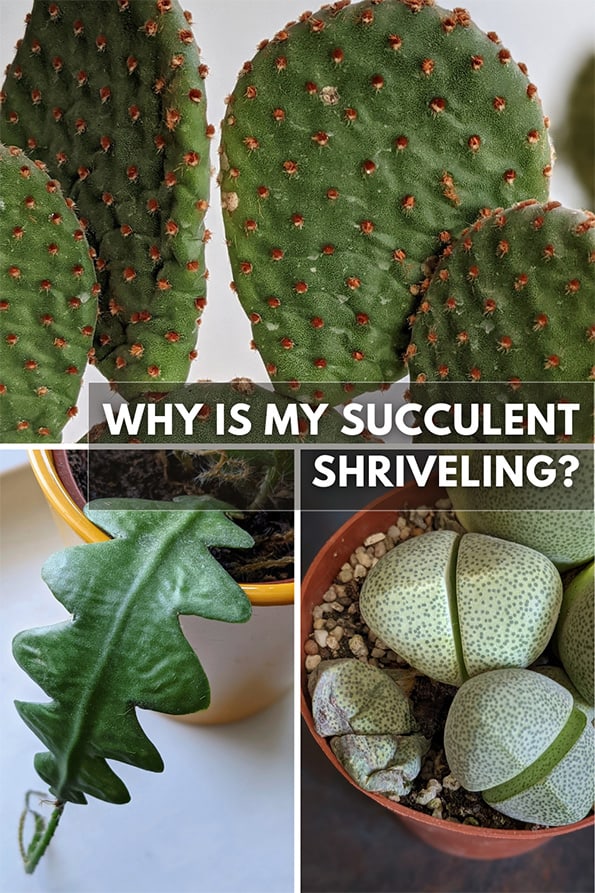 Succulent leaves shriveling – causes and treatments