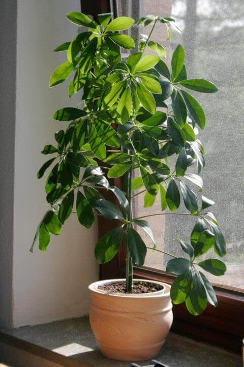 Umbrella plant (Schefflera / Heptapleurum) care guide